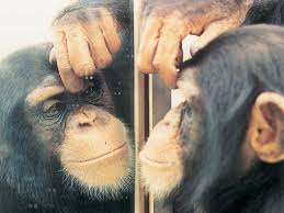 mirror-test-chimp